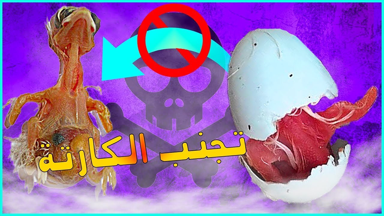الحل النهائي لموت فراخ الكناري في العش