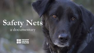 Safety Nets | Keeping Pets & People Together