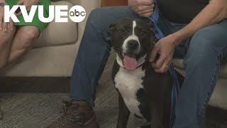Meet Cleo, a snuggly 1-year-old terrier mix | Pet of the Week