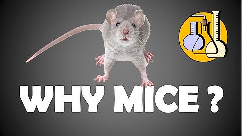 Why do use mice as experiment?