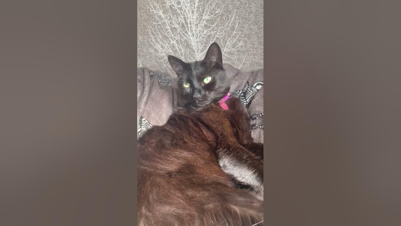 BLACK CAT CHANGES COLOR YouTube