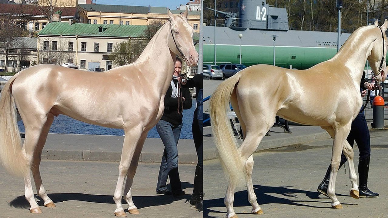 Гез д. Гез д. Гез д. Изабелловая ахалтекинская лошадь. Ахалтекинская порода лошадей.