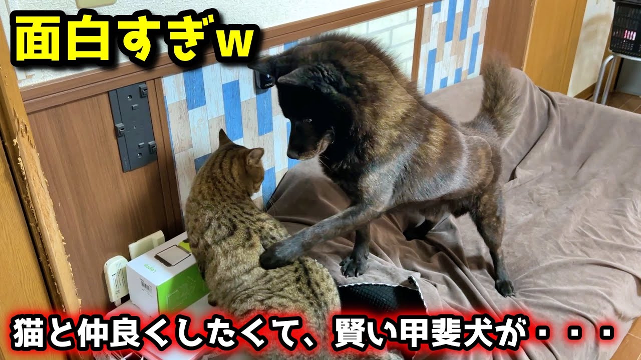 甲斐犬一休、どうしても猫と仲良くなりたくてとった行動が・・・