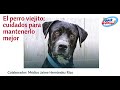 EL PERRO &quot;VIEJITO&quot; O GERONTE