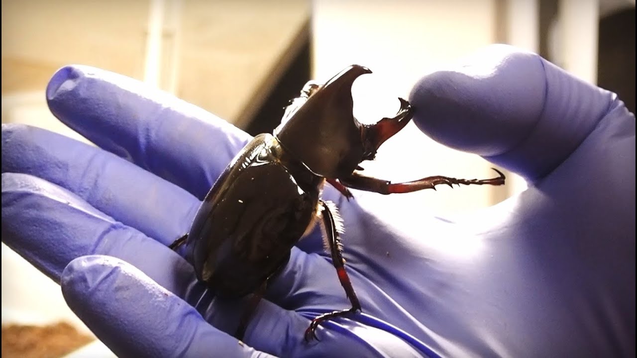 VLOG - Xylotrupes gideon sumatrensis Fresh Imagos - BeetleParadise