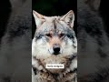serigala berbulu domba#animals #shorts #shortsvideo