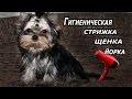 Гигиеническая стрижка йоркширского терьера(щенка)