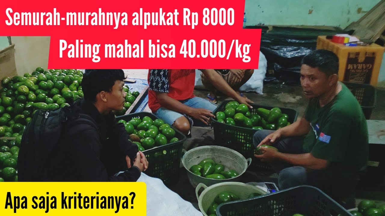 Survei penampung buah alpukat Lampung