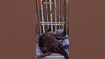 COKI BERANG BERANG LUCU MAIN KE SAWAH (PART 2) OTTER INDONESIA # #berangberang #otter #indonesia