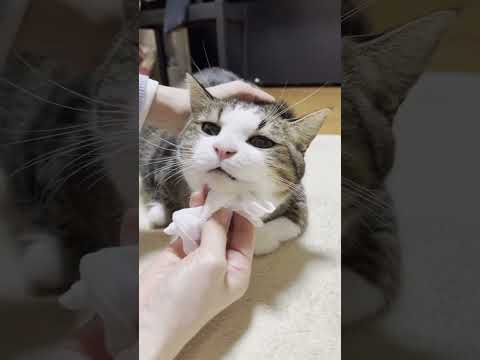 デッカイ鼻くそがスッキリした猫