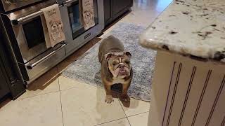 Dinner time for the English Bulldogs by Travel, Leisure, and Fun 57,127 views 1 year ago 1 minute, 4 seconds