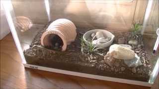 カナヘビの飼育、餌、コオロギ、糞、睡眠　Breeding of lizards　Japanese grass lizard