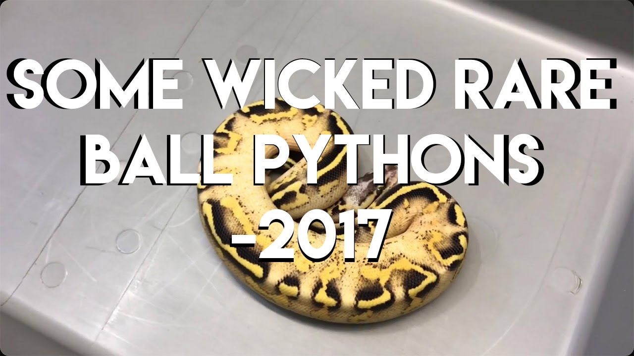 pythons for sale Some wicked rare ball pythons -2017