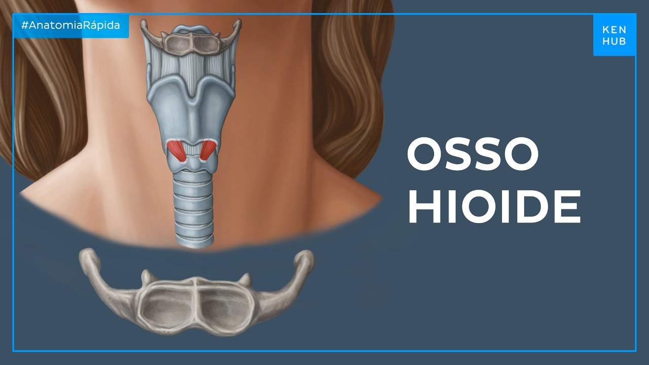 Localização e função do osso hioide - Anatomia Fácil | Kenhub
