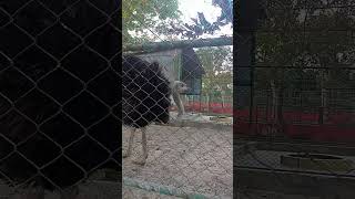 Emu bangladesh birds funny Viral viralshorts viralvideo