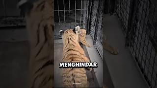Benarkah Harimau takut sama kucing? 😱❗😺🐯 #faktahewan #shortviral #fypシ #kucing #harimau #tranding