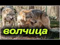 Удивительный случай! Как ВОЛЧИЦА вернула  своих щенят! Случай в тайге!