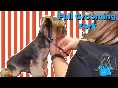 How to Groom a Yorkshire Terrier - Yorkshire Terrier Full Grooming