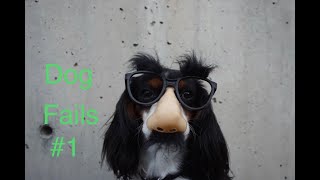 Dogs Silly- Funny- Fails Videos #1 by Colossus64 44 views 3 years ago 9 minutes, 1 second