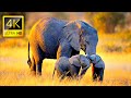 African Wildlife  in 4K ULTRA HD with Relaxing Music