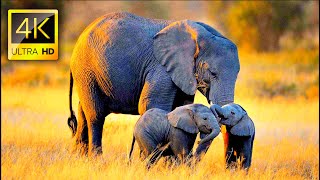 African Wildlife  in 4K ULTRA HD with Relaxing Music by 8K Naturer 200,377 views 3 years ago 1 hour, 1 minute