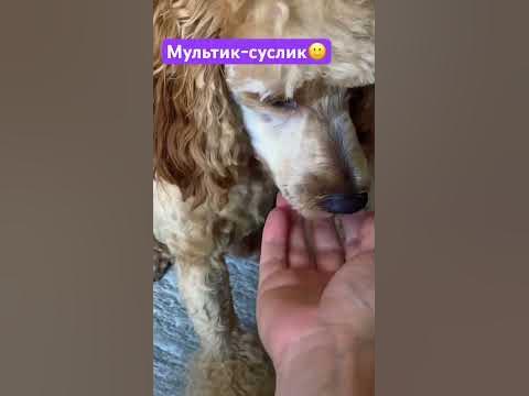 Мультик-суслик - YouTube