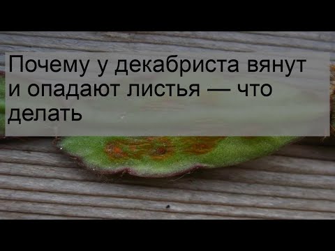 Почему у декабриста вянут и опадают листья — что делать