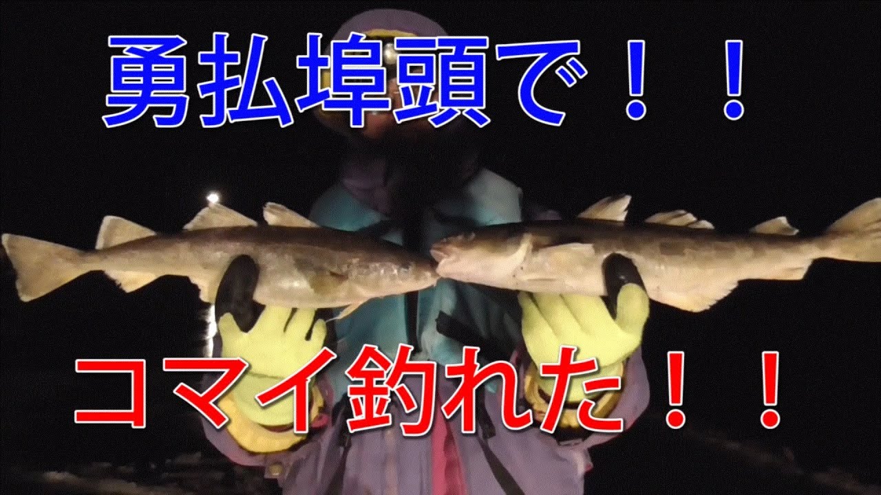 釣り 勇払埠頭でコマイ釣れた Youtube