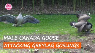 Male Canada Goose Attack Goslings,, Mother Goose Protecting Her Babies, Nature Encounter, BibBobBib