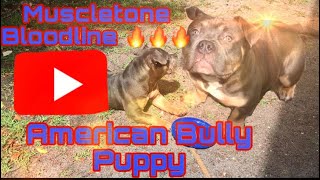 Muscletone Bloodline American Bully Puppy