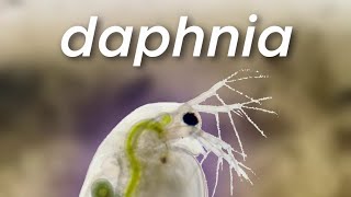 Grow Live Fish Food without Culture -  Daphnia, Paramecium, Scuds, Worms