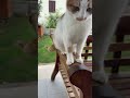 🐈 #catstory #catsdaily #catvideos #cat #aboneol