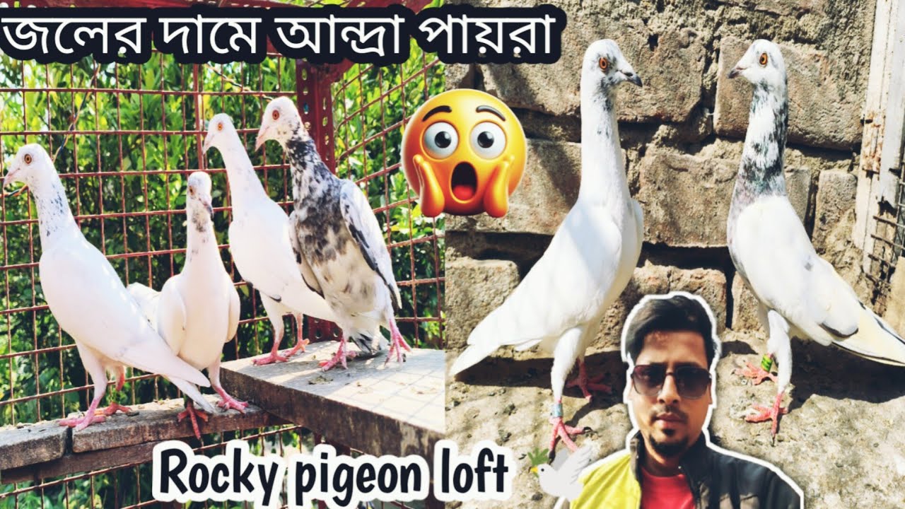 Rocky pigeon loft//ph.9875654817!! Andhra fulsira pigeon sell...lc..sodepur board ghar kol.700110..