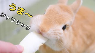 生まれて初めて生リンゴを食べたウサギの反応がこちら^^【No.257】