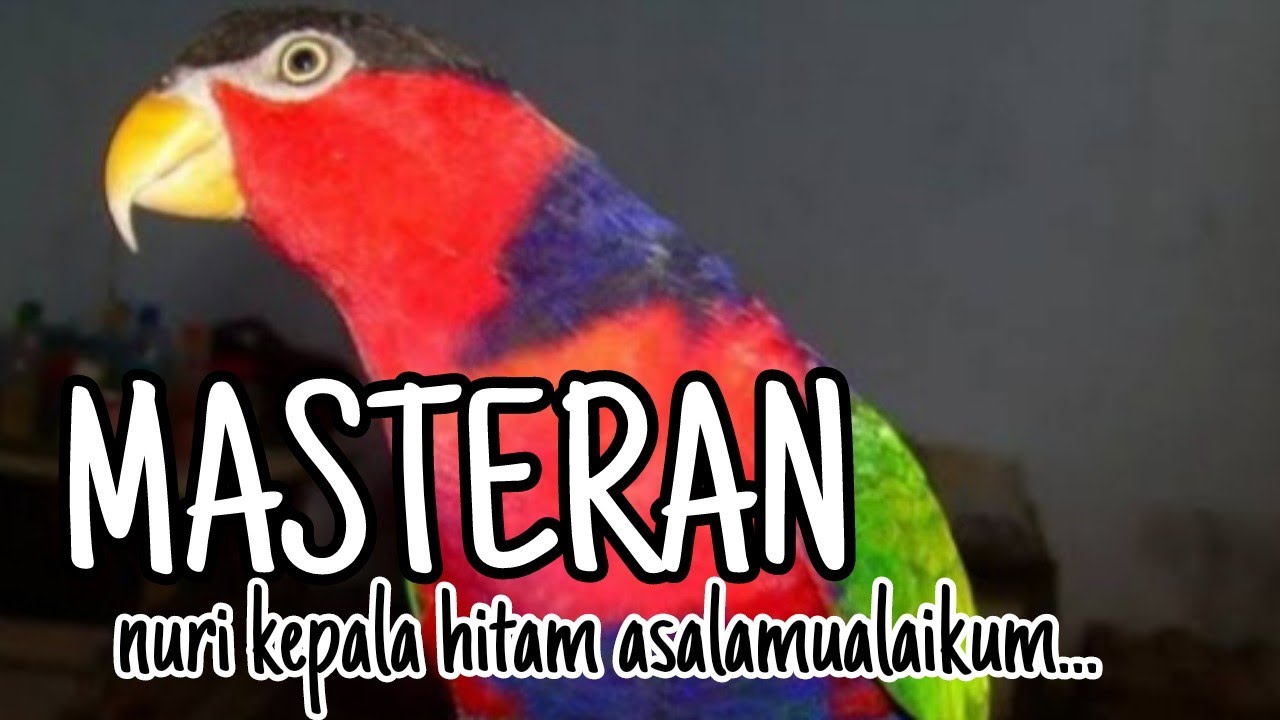 MASTERAN NURI KEPALA HITAM BICARA ASALAMU'ALAIKUM | SANGAT COCOK BUAT PANCINGAN PALTEM MUDA