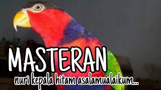 MASTERAN NURI KEPALA HITAM BICARA ASALAMU'ALAIKUM | SANGAT COCOK BUAT PANCINGAN PALTEM MUDA