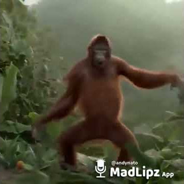 Besok libur versi orang utan