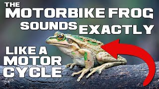 The REVVING ENGINE Frog - Motorbike Frog - Animal a Day by Animal a Day 119 views 4 months ago 2 minutes, 34 seconds