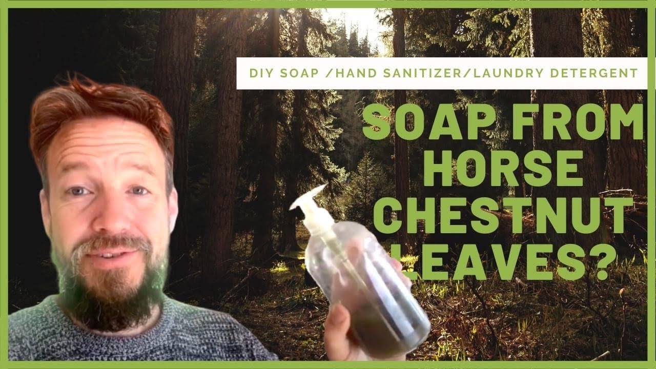 Making Soap From Horse Chestnut Leaves YouTube