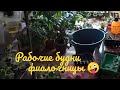 Фиалка! Рабочие будни фиалочницы😅