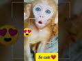 💕 Adorable baby monkey 😍🐵|#shorts #monkeybaby