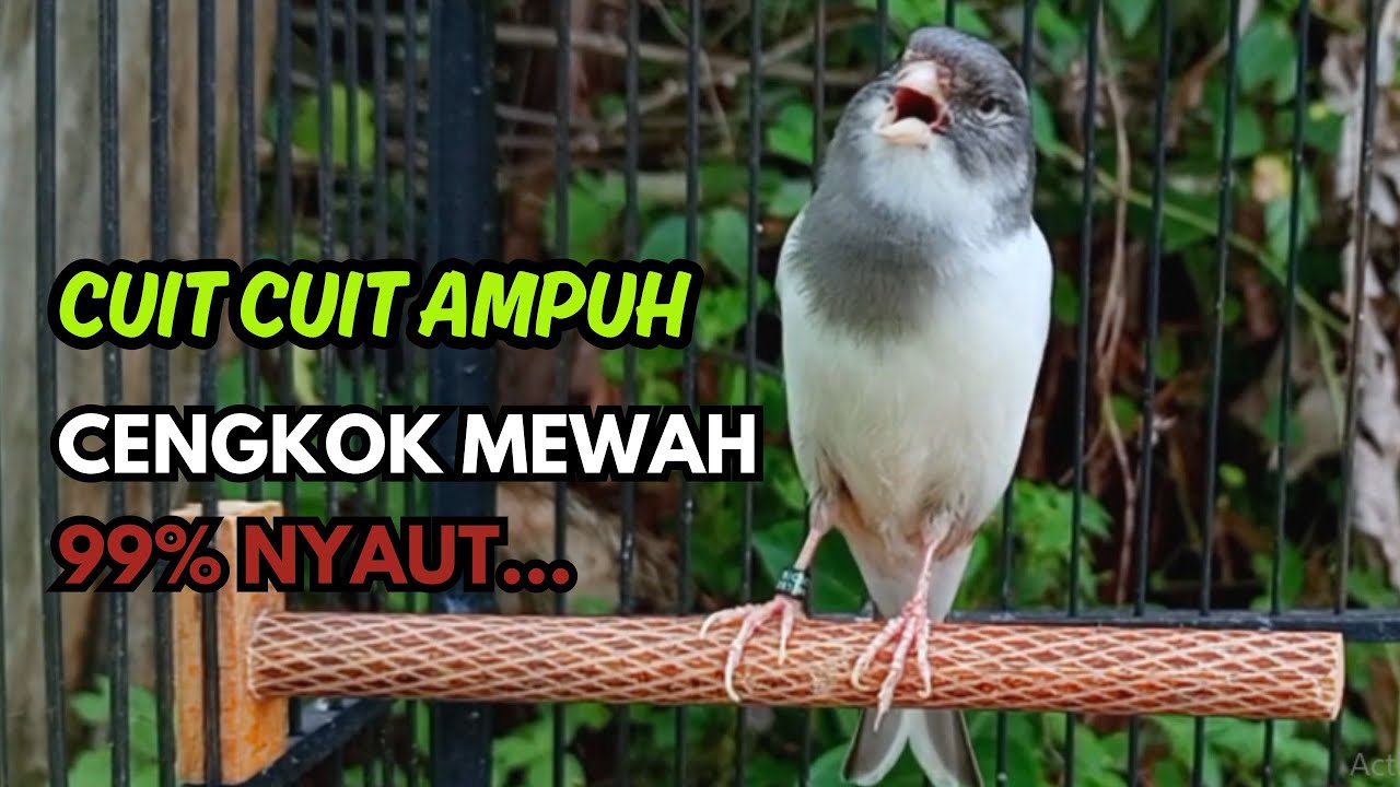 KENARI GACOR  Cuit CUIT BIRAHI SUARA Kenari MASTERAN TERBAIK UNTUK PANCINGAN & MASTERAN Kenari PAUD