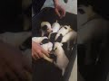 ЩЕНОЧКИ ДЖЕК РАССЕЛА ПЬЮТ МОЛОКО /VERY CUTE JACK RUSSEL TERRIER PUPPIES