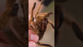 Tarantula BITE Test!