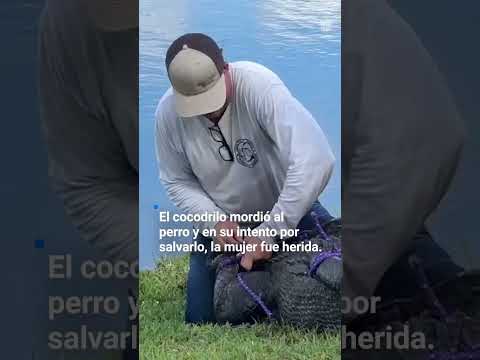 Video: Las personas que no recogen después de que su perro nos han estado atacando durante siglos