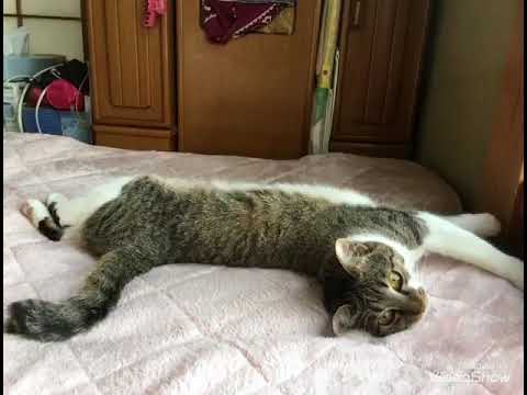 グラビアキャット風ダイナ