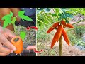 Amazing how to grow papaya with carrots fruit get unexpectedly fast fruit