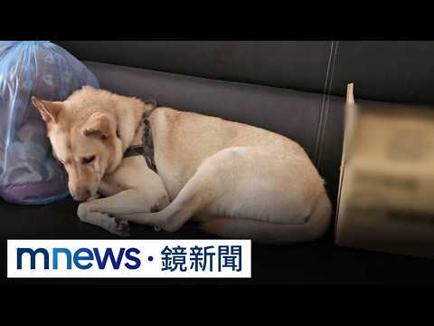 Exclusive: Dog Dies Suddenly After Consuming "Health Supplement" from Pet Expo; Owner Choked with...