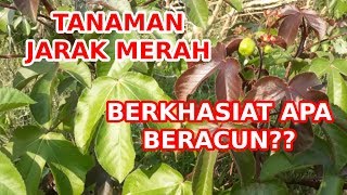 TANAMAN JARAK MERAH | BERKHASIAT APA BERACUN?