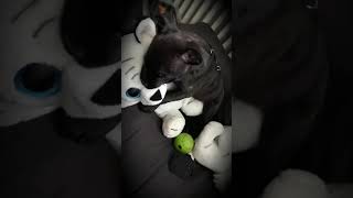 Welpe Miniatur Englisch Staffordshirebullterrier